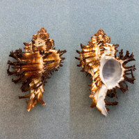 #11 Hexaplex cichoreum 96.2mm F+ No Data