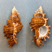 #20 Chicoreus torrefactus 103.8mm F+ Mactan, Cebu, Philippines