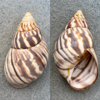 #4 Orthalicus undatus jamaicensis 52mm F+ Kingston, Jamaica