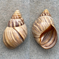 #1 Orthalicus undatus 41.1mm F+ Central Mexico