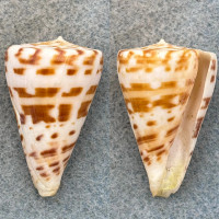 #4 Conus advertex 36.3mm F+ Trawled, Townsville, Queensland, Australia