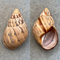 #2 Orthalicus undatus 45.5mm F+ Nassau, Bahamas