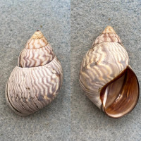 #6 Orthalicus undatus 42.9mm F+ Hastings Park, Bridgetown, Barbados