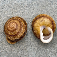 #4 Dentellaria perplexa 23.7mm F+ Full Data, Grenada Camaenidae
