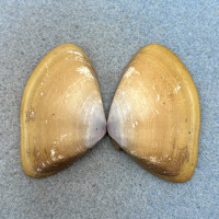 Iphigenia brasiliensis 49.6mm F+ Itaparica Is. Brazil, Shallow Water, Donacidae