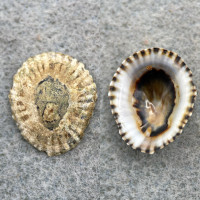 Lottia subrugosa 20.5mm F+ Natal, Rio Grande Norte, Brazil, Low Tide