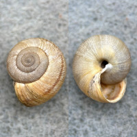 Helminthoglypta arrosa 15.3mm F++ Point Reyes, California