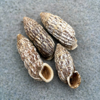 Cerion mumia Lot 24-29mm F+/++ Miramar, Havana