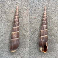 Terebra (Hastula) cinerea 43.3mm F++ Macio, Brazil, Low Tide