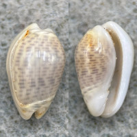 Persicula interruptolineata 14.2mm Gem Marguerita Is. Venezuela, Shallow Water