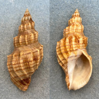 #2 Cancellaria cooperi 73.1mm F+ Monterey, California