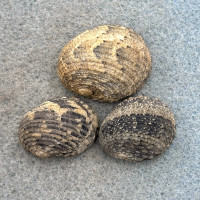 Nerita chamaeleon Lot 20-24mm F+ Philippines