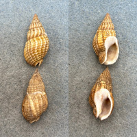 Tritia reticulata Lot 33.2-33.8mm F+/++ Italy Nassariidae