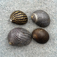 Neritina coromandeliana 13-19mm F+ Philippines