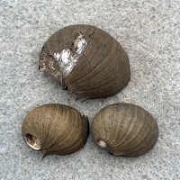 Clithon olivaceum Lot 16-23mm F+ Philippines