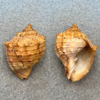 Cancellaria cassidiformis 41.4mm F+ Magdalena Bay, Baja California