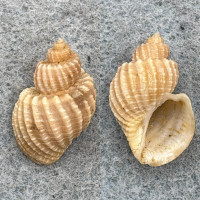 #2 Trigonostoma scalata 21.9mm F+ Mauritius Cancellariidae