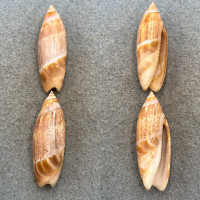 Agaronia acuminata mm F Region Of Joal, Senegal, 20m