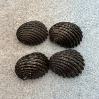 #2 Nerita exuvia Lot 18-20mm F+/++ Cebu, Philippines