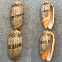 #1 Oliva reticulata Lot 40-44mm F+ Cebu, Philippines