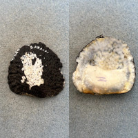 #3 Neritona granosa 49.6mm F+ Kauai, Hawaii