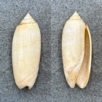 #4 Oliva sayana citrina 39.9mm F/+ Sanibel Island, Florida