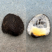 #2 Neritona granosa 29mm F++ Kauai, Hawaii