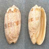 #3 Oliva sericea 62.9mm F/+ Laminusa, Siasi, Philippines