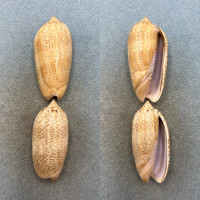 #2 Oliva spicata rejecta Lot 54-58mm F La Paz, Mexico