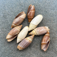 Olivella volutella Lot 18-21mm F+ Panama