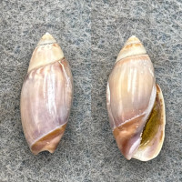 Olivella baetica 17mm F+ W/O Makah Bay, Washington