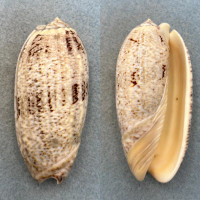 #1 Oliva sericea 82mm F/+ Zamboanga, Philippines