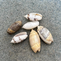 #2 Oliva undatella Lot 13mm+ F+ Baja California, Mexico