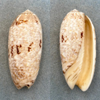 #2 Oliva sericea 71.4mm F/+ Seychelles