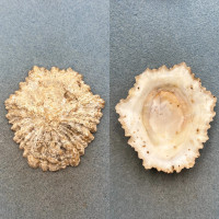 Scutellastra tabularis 73.6mm F+ Kowie, South Africa Patellidae