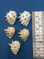 #4 Drupa ricinus Set x5 18-23mm No Data