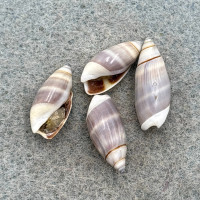 Olivella semistriata Lot 15-17mm F+/++ Some W/O Baja California, Mexico