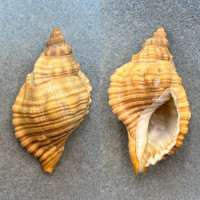 Cabestana spengleri 64.5mm F+ Australia Cymatiidae