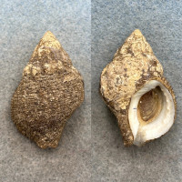 #1 Priene scabrum 46.5mm F+ W/O W/Periostracum Bay Of Panama Ranellidae