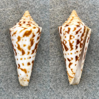 #2 Conus gradatus 34mm F+ (Lip Chip) Baja California, Mexico