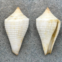 Conus austini 38.5mm F/+ (Lip Chips) North Gulf Of Mexico, 20fms