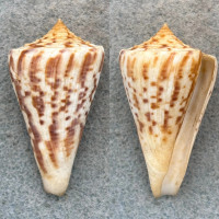 Conus clerii 42.7mm F++ Ilha Grande, Brazil, Dredged 40fm 1964