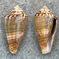 #1 Conus pauperculus RARE 28.3mm F Misaki, Kanagawa, Japan