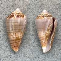 #4 Conus pauperculus RARE 26.5mm F Misaki, Kanagawa, Japan