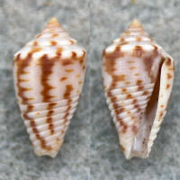 #10 Conus puncticulatus f. pygmaeus 14.8mm F++ Aspinwall, Panama