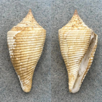 Conus cancellatus 47.8mm F/+ Tatsugahama, Wakayama, Japan