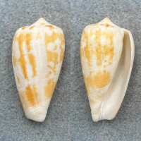 #2 Conus spectrum 43.7mm F+ (Lip Chip) Queensland, Australia
