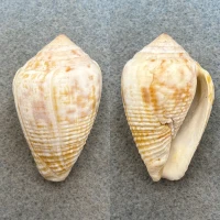 #2 Conus catus 45.5mm F+ Tahiti