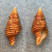 #1 Turrilatirus turritus 27.1mm F++ Seychelles Fasciolariidae