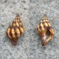 #2 Peristernia chlorostoma 9.9mm F++ Hawaii